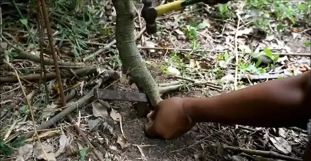 盆景技法：如何快速增粗樹幹——破幹增粗法