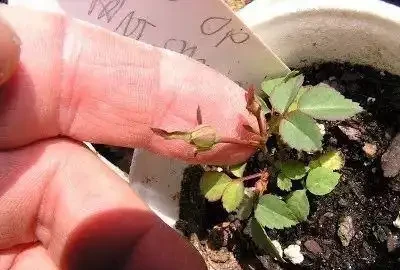 玫瑰播種繁殖的幾個關鍵技巧，還能繼續收集種子呢
