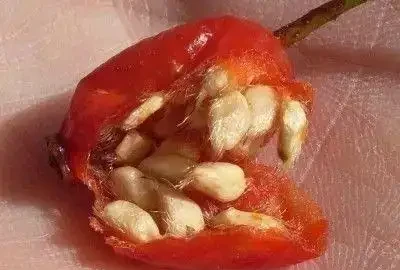 玫瑰播種繁殖的幾個關鍵技巧，還能繼續收集種子呢