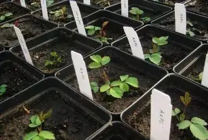玫瑰播種繁殖的幾個關鍵技巧，還能繼續收集種子呢