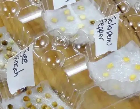 玫瑰播種繁殖的幾個關鍵技巧，還能繼續收集種子呢