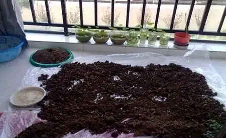 給發財樹喝點營養液，葉也不黃了，根也不爛了，嫩芽呼呼往外冒！