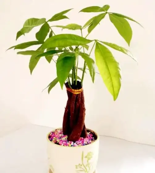 給發財樹喝點營養液，葉也不黃了，根也不爛了，嫩芽呼呼往外冒！