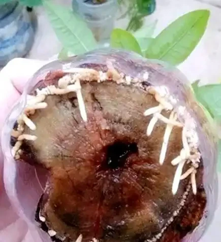 給發財樹喝點營養液，葉也不黃了，根也不爛了，嫩芽呼呼往外冒！