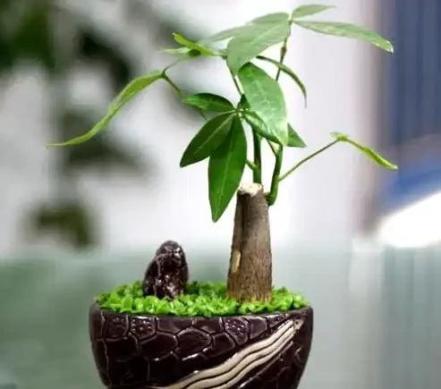 給發財樹喝點營養液，葉也不黃了，根也不爛了，嫩芽呼呼往外冒！