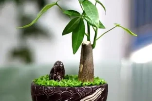 給發財樹喝點營養液，葉也不黃了，根也不爛了，嫩芽呼呼往外冒！