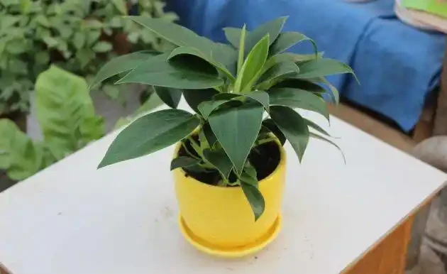 金鑽澆水多了怎麼辦