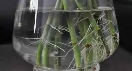 水養竹子不長根,只需喝口神仙水,很快冒出大白根,再也不黃葉!