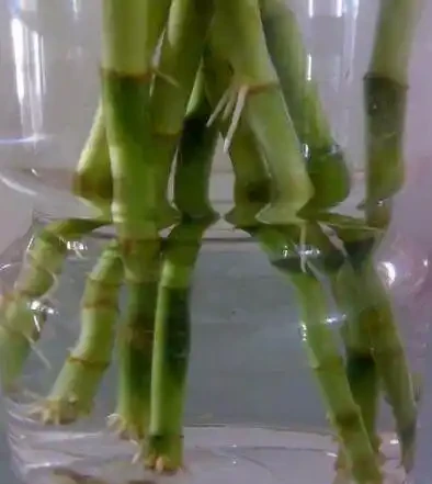 水養竹子不長根,只需喝口神仙水,很快冒出大白根,再也不黃葉!