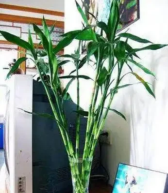 水養竹子不長根,只需喝口神仙水,很快冒出大白根,再也不黃葉!