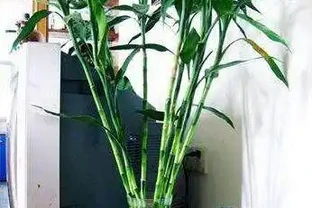 水養竹子不長根，只需喝口神仙水，很快冒出大白根，再也不黃葉！