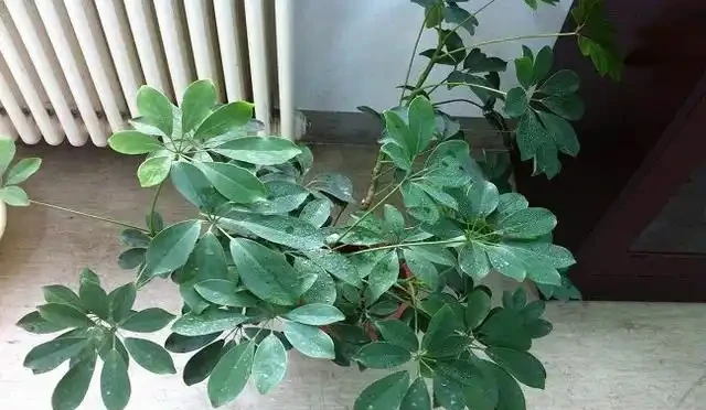 鵝掌藤發黃掉葉子,注意這樣做就能挽救!