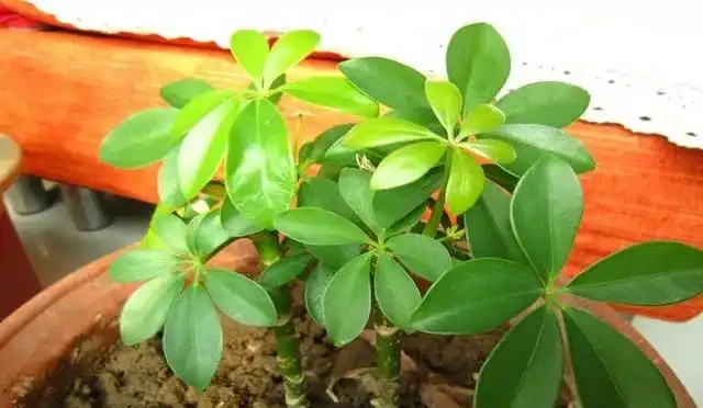 鵝掌藤發黃掉葉子,注意這樣做就能挽救!