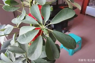 鵝掌藤發黃掉葉子，注意這樣做就能挽救！