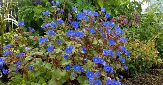 在陽臺和露臺上種滿這9種花,四季能開花,還能聞到清香的花香