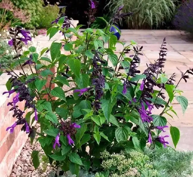 在陽臺和露臺上種滿這9種花,四季能開花,還能聞到清香的花香