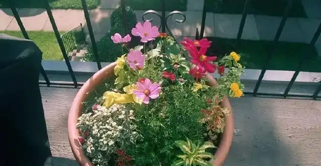 在陽臺和露臺上種滿這9種花,四季能開花,還能聞到清香的花香