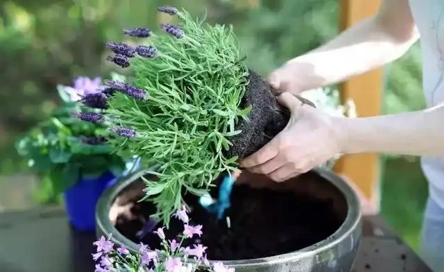 在陽臺和露臺上種滿這9種花,四季能開花,還能聞到清香的花香