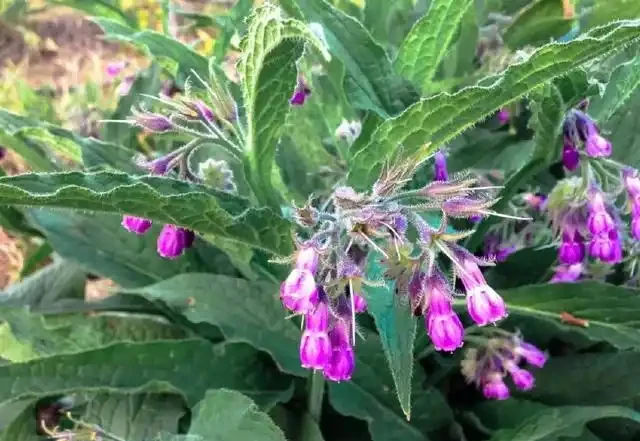 在陽臺和露臺上種滿這9種花,四季能開花,還能聞到清香的花香