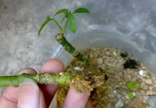 插枝鵝掌藤,一步到位,插枝一棵株型美美噠招財樹