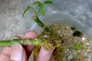 插枝鵝掌藤，一步到位，插枝一棵株型美美噠招財樹