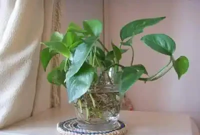 水耕黃金葛加點「它」,讓黃金葛長盛不衰!