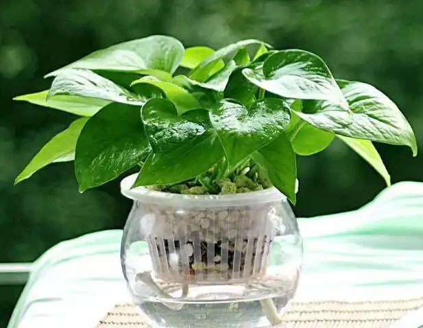 水耕黃金葛加點「它」,讓黃金葛長盛不衰!