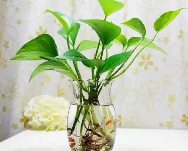 水耕黃金葛加點「它」,讓黃金葛長盛不衰!