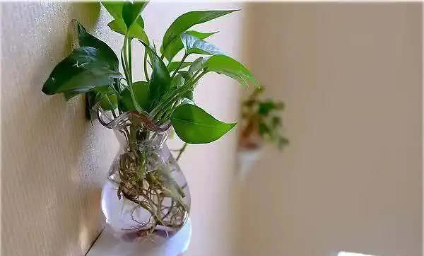 水耕黃金葛加點「它」,讓黃金葛長盛不衰!