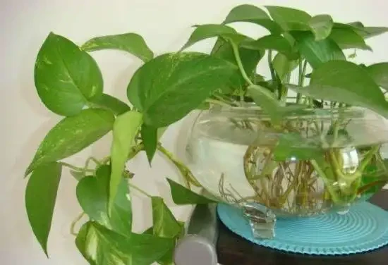 水耕黃金葛加點「它」,讓黃金葛長盛不衰!