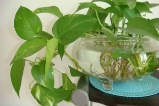水耕黃金葛加點「它」，讓黃金葛長盛不衰！