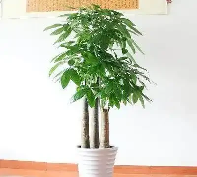 幾個小妙招,讓發財樹葉子不再捲曲,翠綠有光澤!