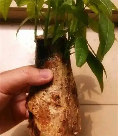 發財樹都是長在土裡的,還能水耕?發財樹水耕技巧