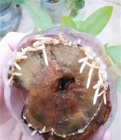 發財樹都是長在土裡的,還能水耕?發財樹水耕技巧