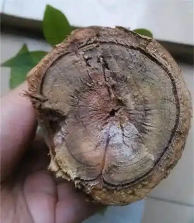 發財樹都是長在土裡的,還能水耕?發財樹水耕技巧
