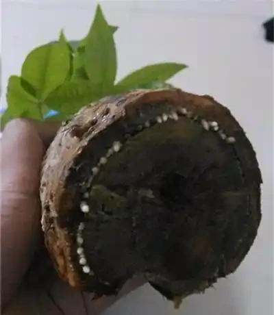 發財樹都是長在土裡的,還能水耕?發財樹水耕技巧