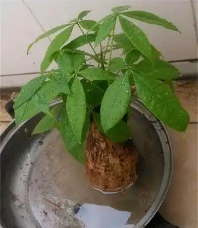 發財樹都是長在土裡的,還能水耕?發財樹水耕技巧