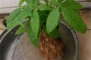 發財樹都是長在土裡的，還能水耕？發財樹水耕技巧