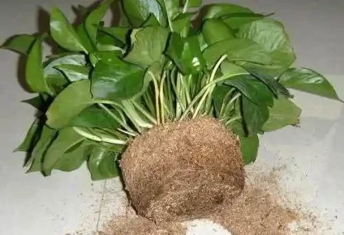 臥室養黃金葛,比空氣清淨機還靈,有害氣體全吸光,睡眠好精神棒