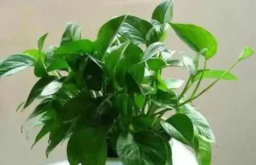 臥室養黃金葛,比空氣清淨機還靈,有害氣體全吸光,睡眠好精神棒
