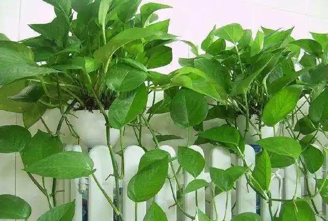 臥室養黃金葛,比空氣清淨機還靈,有害氣體全吸光,睡眠好精神棒