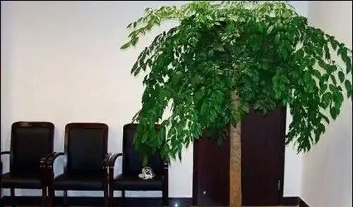 盆栽幸福樹,長的太高竄屋頂,太難看了,這樣剪了它