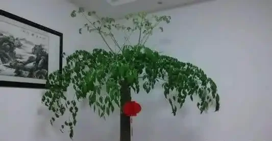 盆栽幸福樹,長的太高竄屋頂,太難看了,這樣剪了它