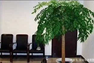 盆栽幸福樹，長的太高竄屋頂，太難看了，這樣剪了它