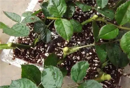 插枝玫瑰太簡單,一年四季都能活,告訴你個小竅門