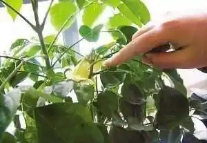 幸福樹想要養的好,這樣去施肥,葉子油綠長得快,每年都能養開花