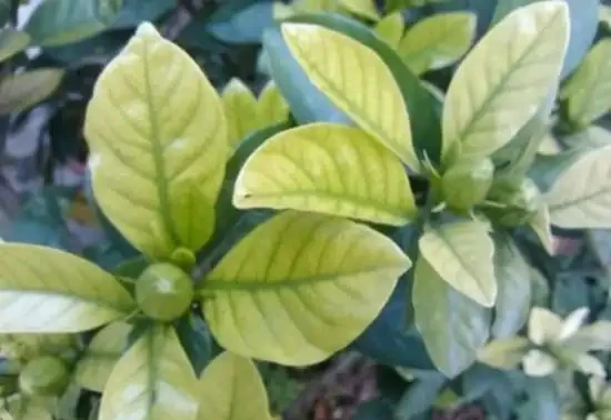 梔子花落花落葉,修剪一下套個塑膠袋,救活真的很簡單