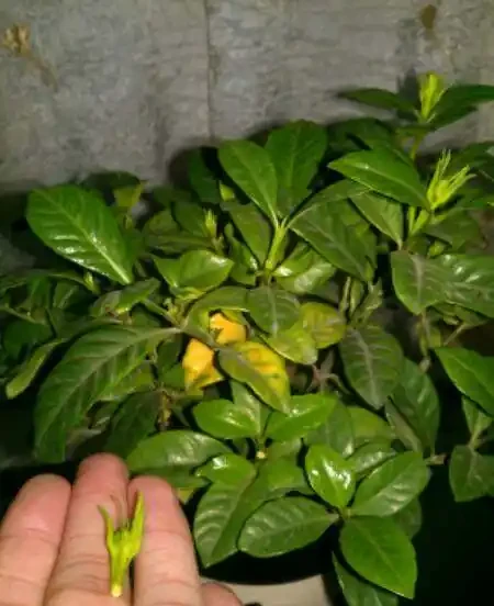 梔子花落花落葉,修剪一下套個塑膠袋,救活真的很簡單