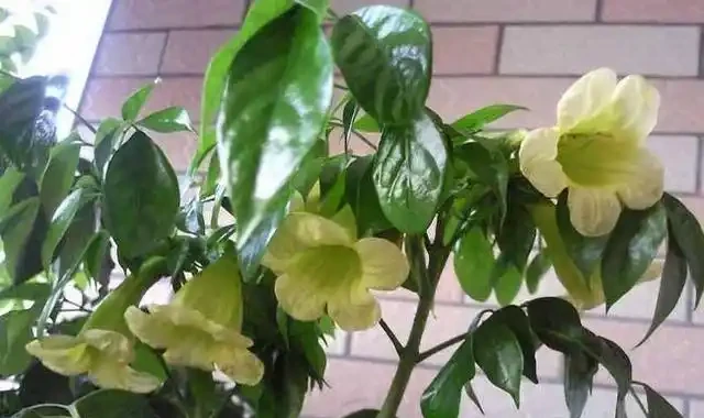 幸福樹想要養的好,這樣去施肥,葉子油綠長得快,每年都能養開花
