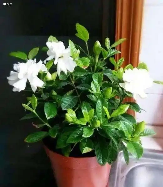 梔子花落花落葉,修剪一下套個塑膠袋,救活真的很簡單